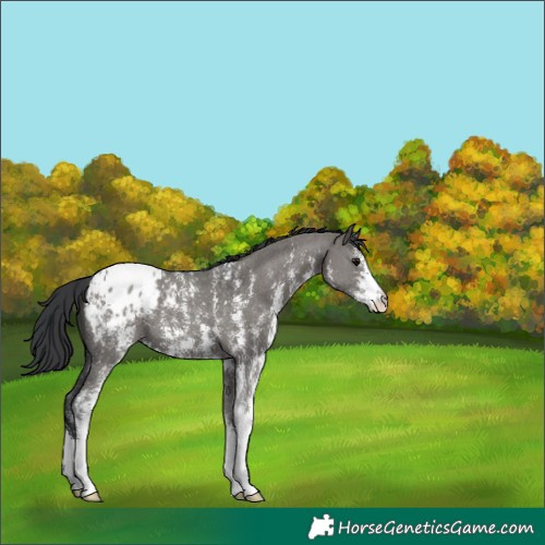 Horse Color:Grullo Sabino Appaloosa 
