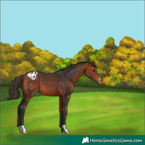Horse Color:Bay Appaloosa 