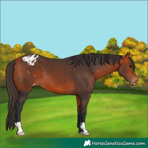 Horse Color:Bay Appaloosa 