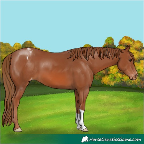 Horse Color:Chestnut Appaloosa