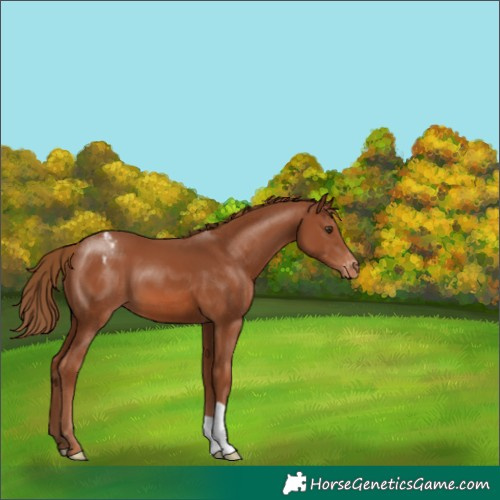 Horse Color:Chestnut Appaloosa 