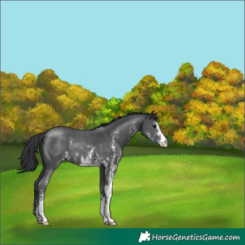 Horse Color:Black Sabino 