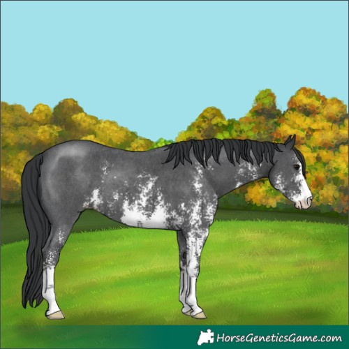 Horse Color:Black Sabino