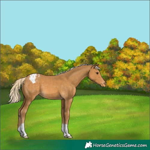 Horse Color:Palomino Blanket