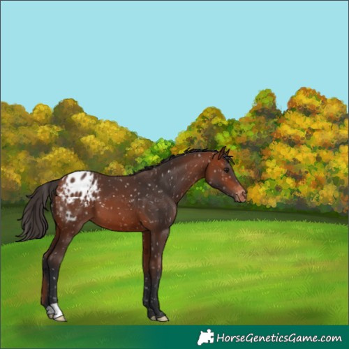 Horse Color:Bay Blanket 