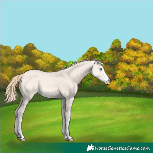 Horse Color:White Spotted Perlino Dun 