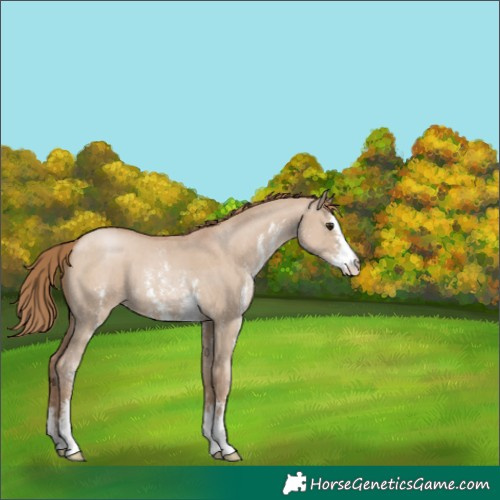 Horse Color:Grullo Pearl Sabino 