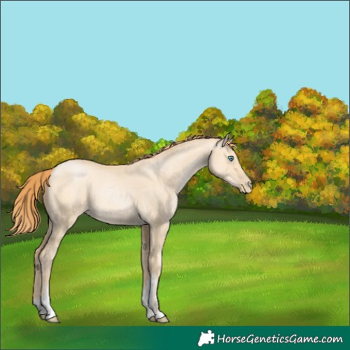 Horse Color:White Spotted Buckskin Pearl Dun Rabicano 