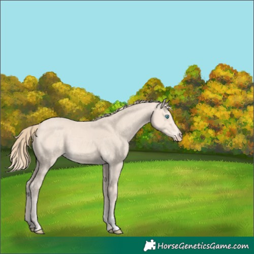 Horse Color:Perlino 