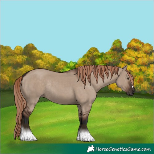 Horse Color:Liver Red Dun Rabicano 