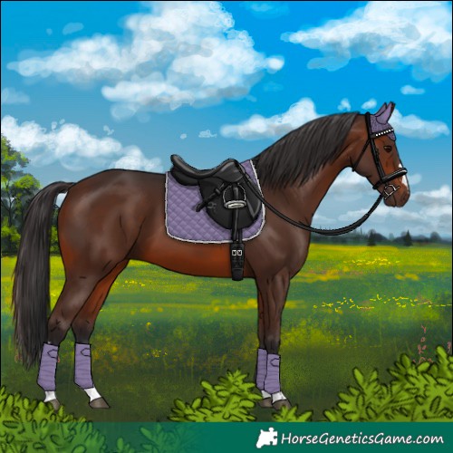 Horse Color:Brown 