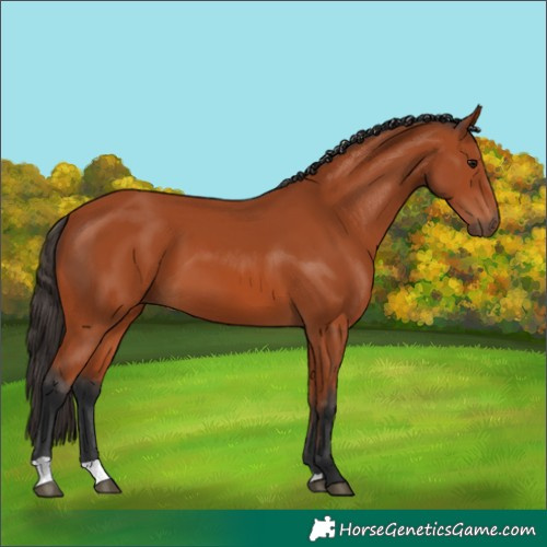 Horse Color:Bay 