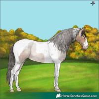 Horse Color:Sable Champagne Tobiano