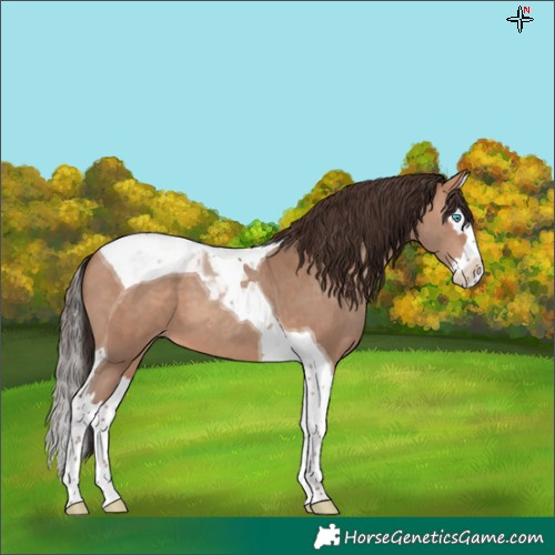 Horse Color:Amber Champagne Splash Tobiano