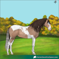 Horse Color:Amber Champagne Splash Tobiano 