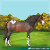 Horse Color:Bay Varnish