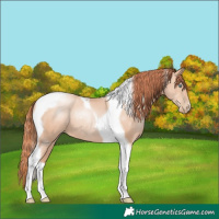 Horse Color:Sable Champagne Pearl Tobiano 