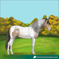 Horse Color:Sable Champagne Tobiano