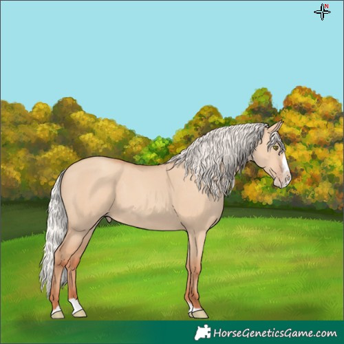 Horse Color:Silver Classic Champagne Dun Splash Frame 