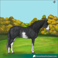 Horse Color:White Spotted Black Frame
