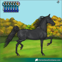 Horse Color:Black Rabicano