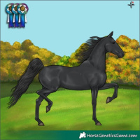 Horse Color:Black Rabicano