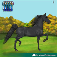 Horse Color:Black Rabicano 