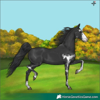 Horse Color:Black Sabino