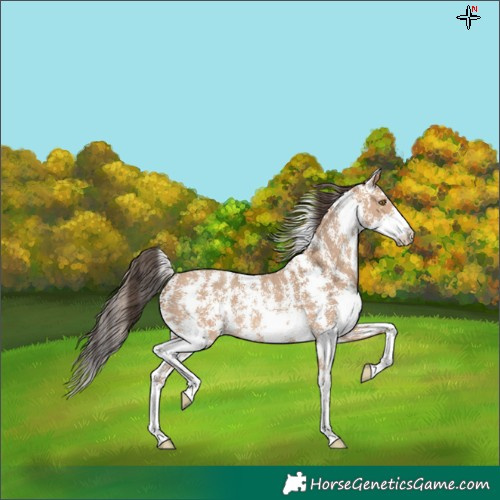 Horse Color:Amber Champagne Sabino 