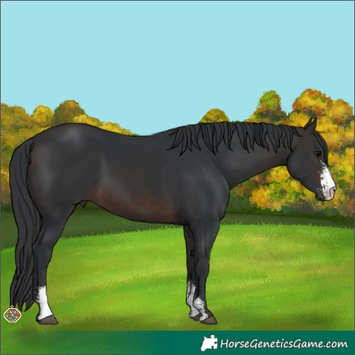 Horse Color:Brown Sabino 