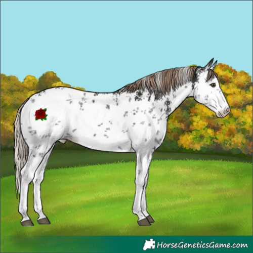 Horse Color:White Spotted Liver Chestnut Sabino 