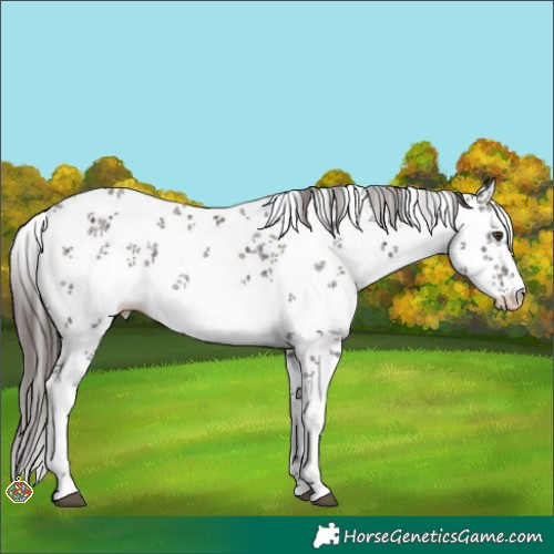 Horse Color:White Spotted Liver Chestnut Sabino 