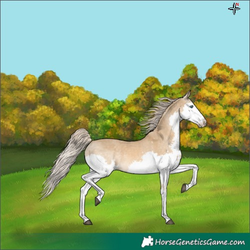 Horse Color:Chocolate Palomino Dun Splash