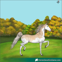 Horse Color:Chocolate Palomino Dun Splash 