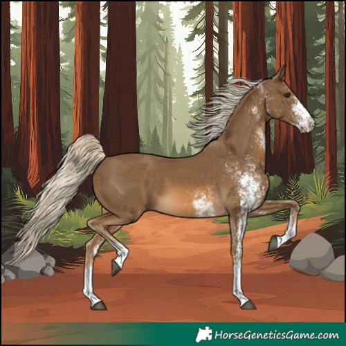 Horse Color:White Spotted Chocolate Palomino