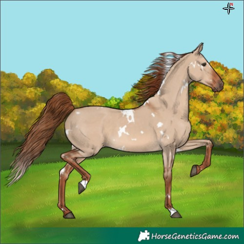 Horse Color:White Spotted Red Dun