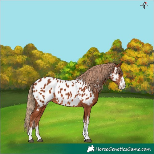 Horse Color:White Spotted Chestnut Splash Near Leopard 