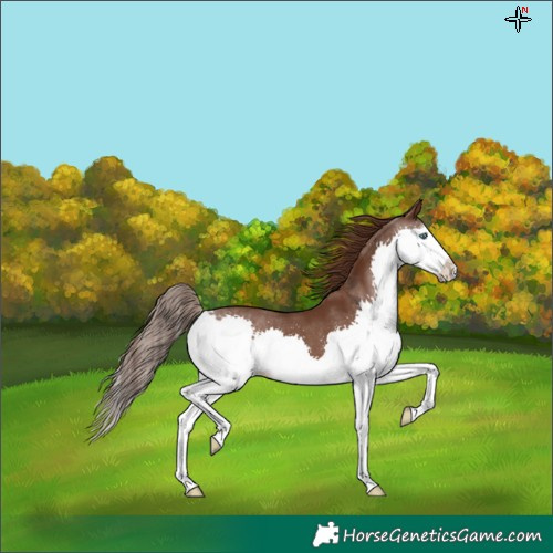 Horse Color:Liver Chestnut Splash
