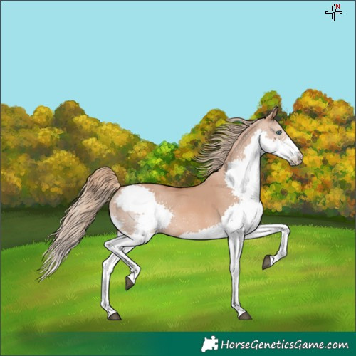 Horse Color:White Spotted Red Dun Splash