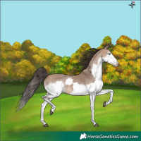 Horse Color:Bay Dun Splash Rabicano 