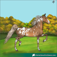 Horse Color:White Spotted Chocolate Palomino Blanket 