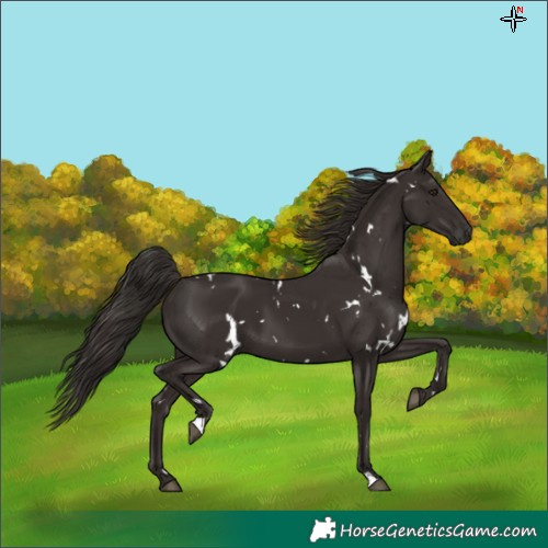 Horse Color:White Spotted Liver Chestnut 