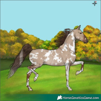 Horse Color:White Spotted Liver Red Dun Rabicano 