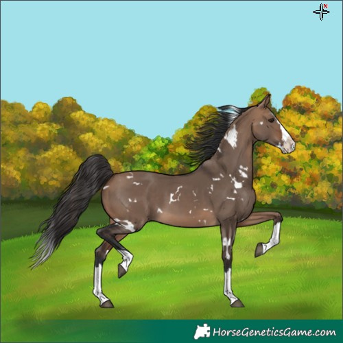 Horse Color:White Spotted Bay Dun Splash 