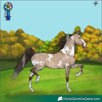 Horse Color:White Spotted Liver Red Dun