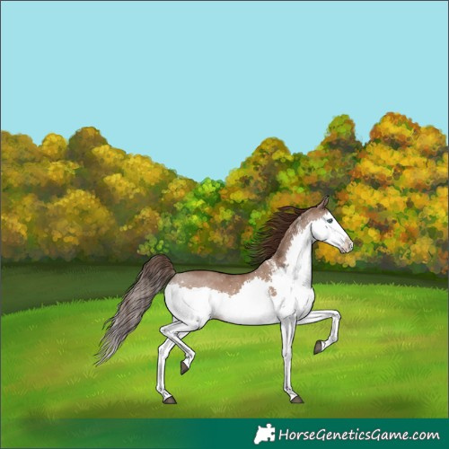 Horse Color:White Spotted Liver Red Dun Splash 