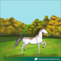 Horse Color:White Spotted Liver Red Dun Splash 