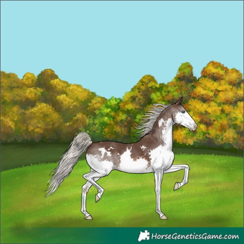 Horse Color:White Spotted Liver Chestnut Mushroom Splash