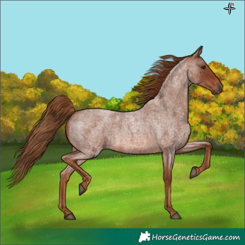 Horse Color:Red Roan