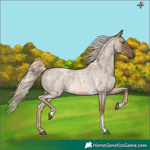 Horse Color:Chocolate Palomino Roan Tobiano